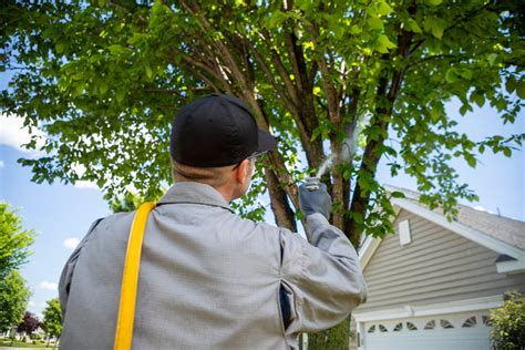 joshua tree tree service|joshua tree experts pa.
